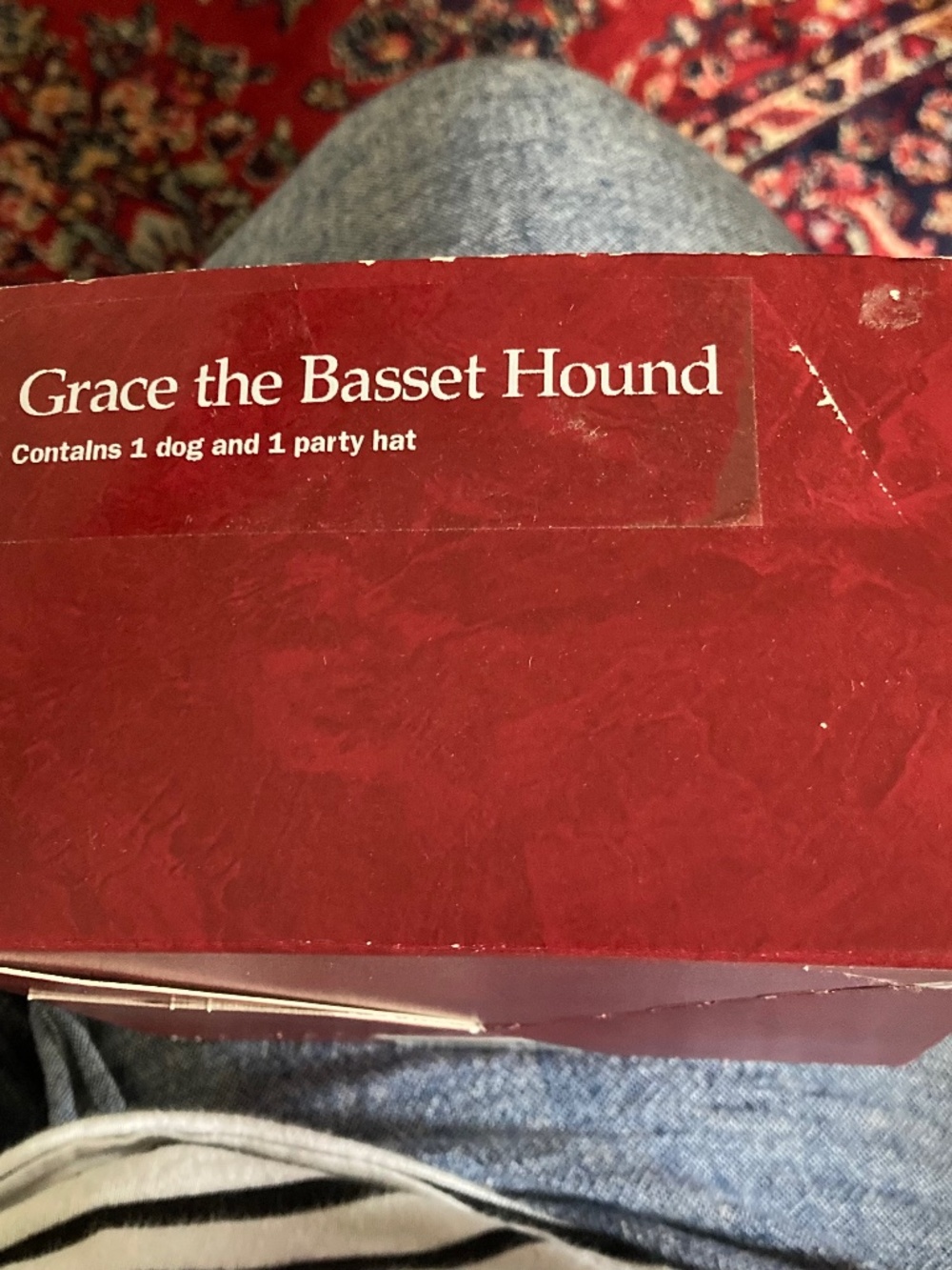 Grace the Basset Hound